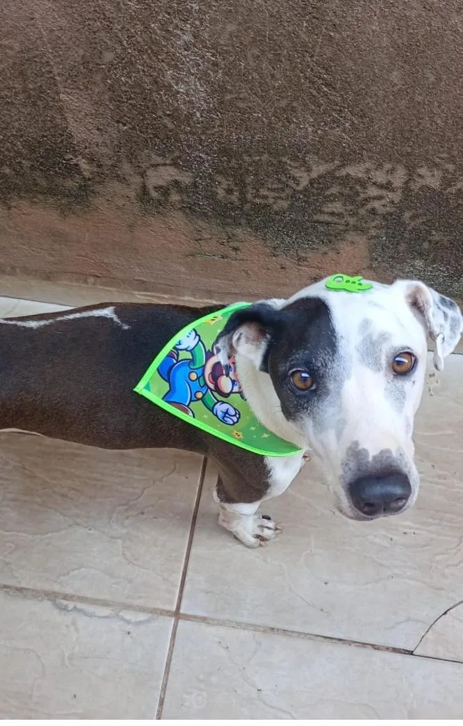 Cachorro raça SRD-ViraLata idade 4 anos nome Scooby