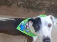 Scooby