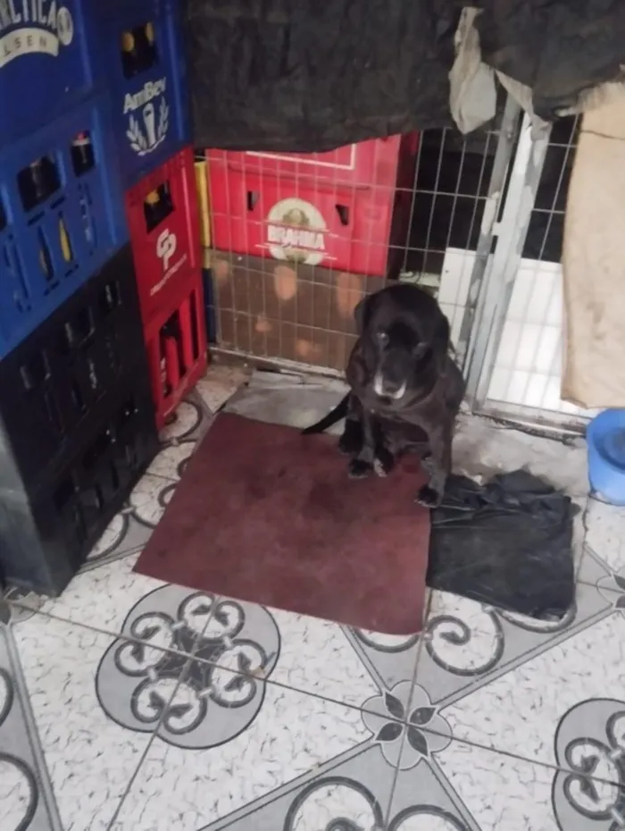 Cachorro raça Labrador idade 2 a 6 meses nome ALEXANDRE DA SILVA MOREIRA