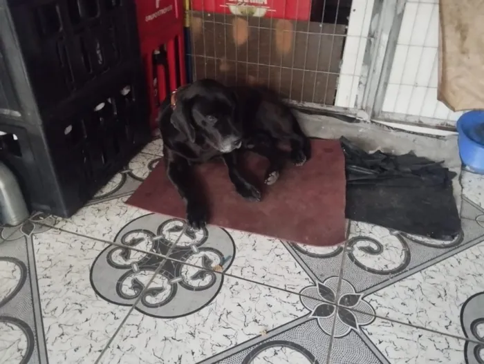 Cachorro raça Labrador idade 2 a 6 meses nome ALEXANDRE DA SILVA MOREIRA