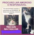 Pitico 
