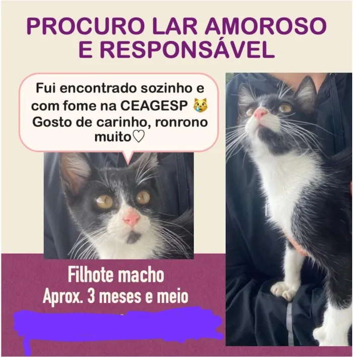 Gato raça SRD-ViraLata idade 2 a 6 meses nome Pitico 