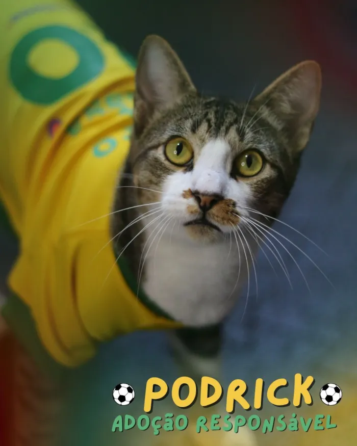Gato raça SRD-ViraLata idade 2 anos nome Podrick