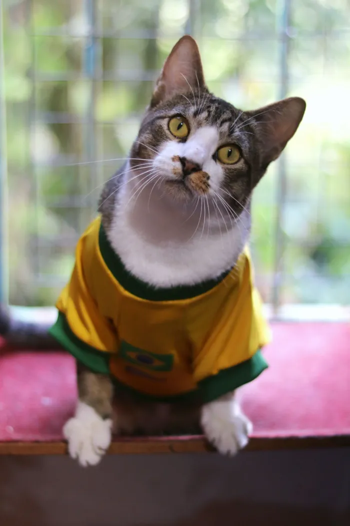 Gato raça SRD-ViraLata idade 2 anos nome Podrick