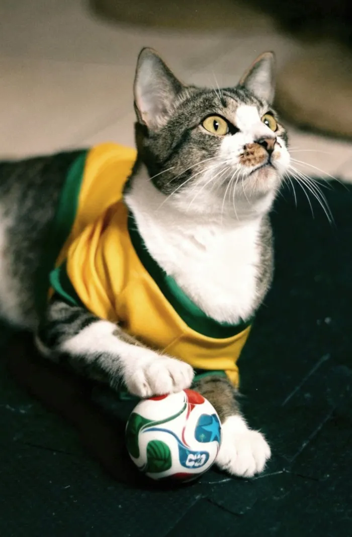 Gato raça SRD-ViraLata idade 2 anos nome Podrick