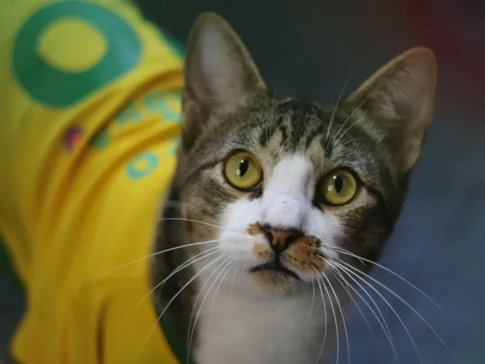 Gato raça SRD-ViraLata idade 2 anos nome Podrick