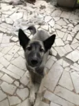 Kyara