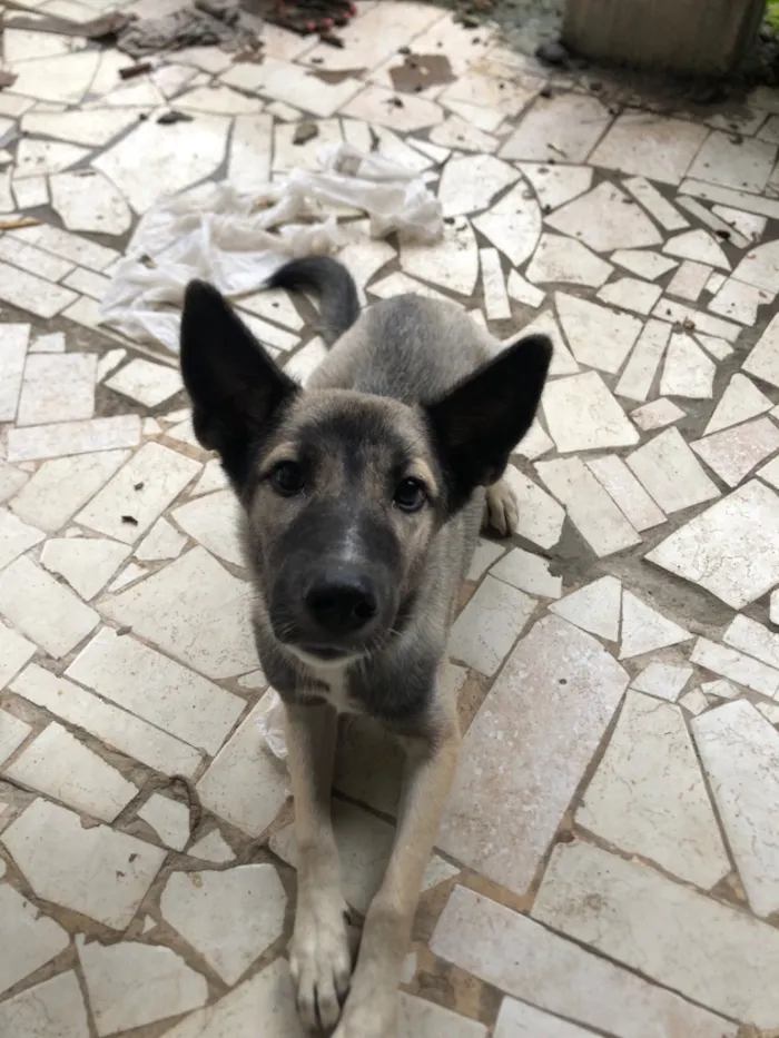 Cachorro raça SRD-ViraLata idade 2 a 6 meses nome Kyara