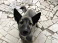 Kyara