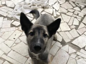 Cachorro raça SRD-ViraLata idade 2 a 6 meses nome Kyara