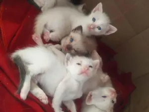 Gato raça Siamês idade Abaixo de 2 meses nome mimi 