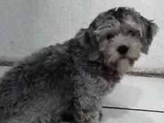 Cachorro raça SRD-ViraLata idade 7 a 11 meses nome amora 