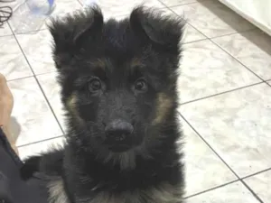 Cachorro raça Pastor Alemão idade 2 a 6 meses nome Nero
