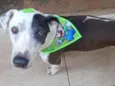 Scooby