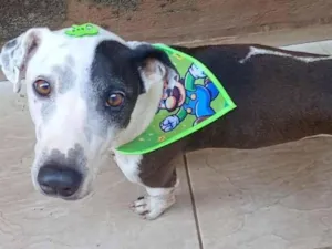 Cachorro raça SRD-ViraLata idade 4 anos nome Scooby