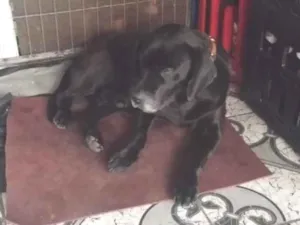 Cachorro raça Labrador idade 2 a 6 meses nome ALEXANDRE DA SILVA MOREIRA