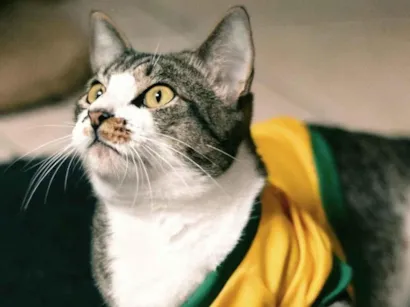 Gato raça SRD-ViraLata idade 1 ano nome Podrick