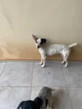 Nala