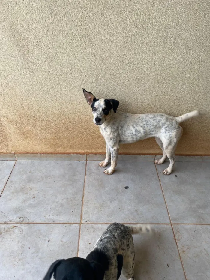 Cachorro raça SRD-ViraLata idade 1 ano nome Nala