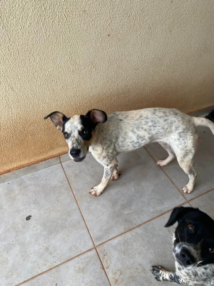 Cachorro raça SRD-ViraLata idade 1 ano nome Nala