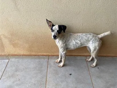 Cachorro raça SRD-ViraLata idade 1 ano nome Nala