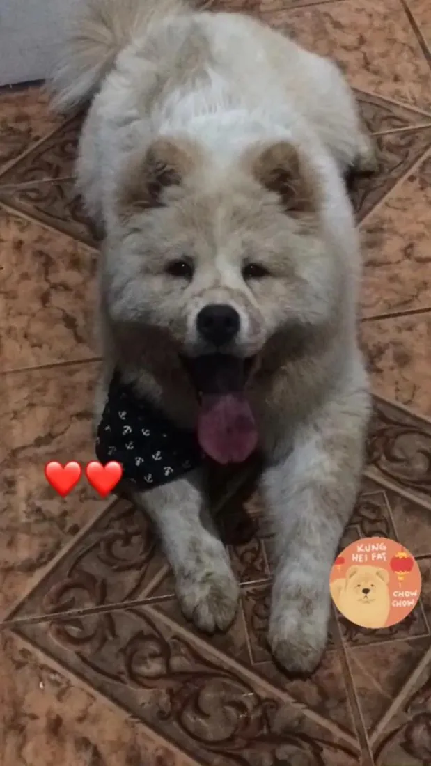 Cachorro raça Labrador idade 6 ou mais anos nome Chow Chow - Zeus 