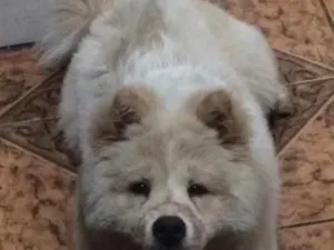 Cachorro raça Labrador idade 6 ou mais anos nome Chow Chow - Zeus 