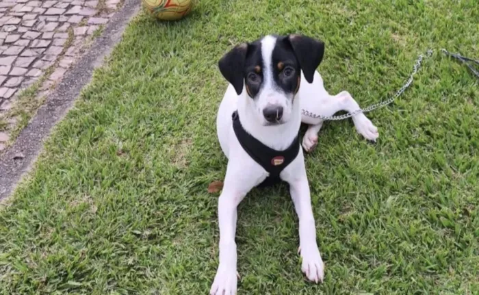 Cachorro raça SRD-ViraLata idade 7 a 11 meses nome Bart