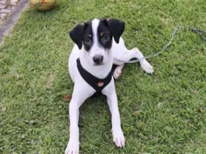 Cachorro raça SRD-ViraLata idade 7 a 11 meses nome Bart