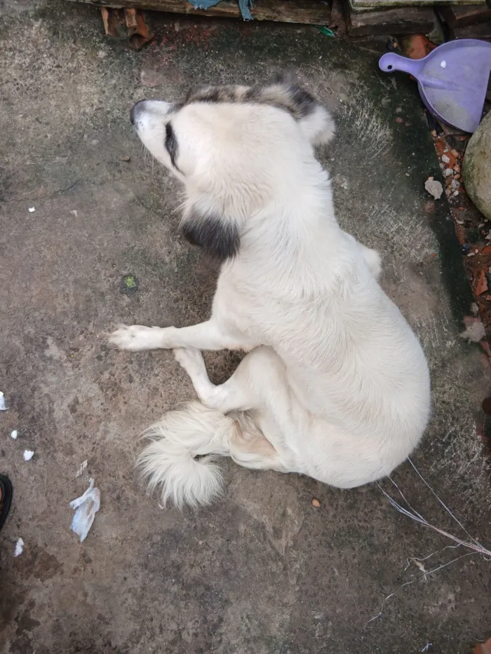 Cachorro raça Setter idade 1 ano nome Dandara 