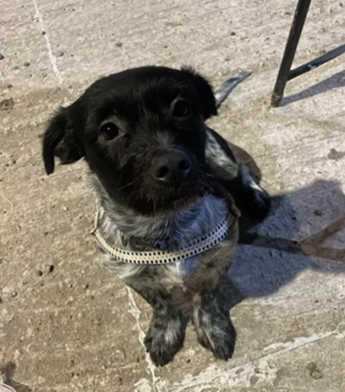 Cachorro raça SRD-ViraLata idade 2 anos nome Capivarianha