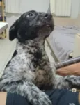Capivarianha