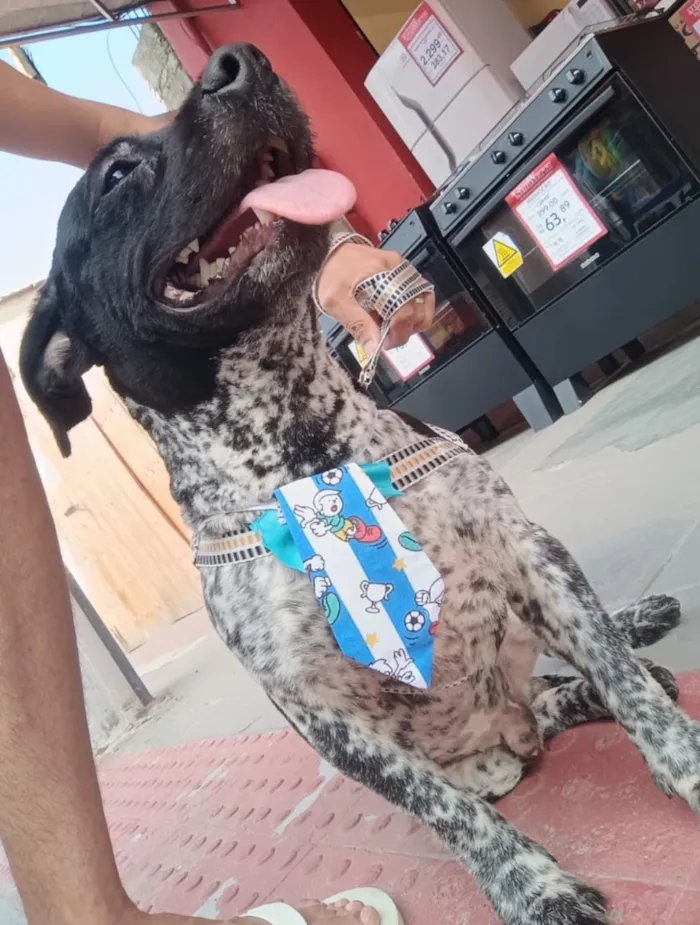 Cachorro raça SRD-ViraLata idade 2 anos nome Capivarianha