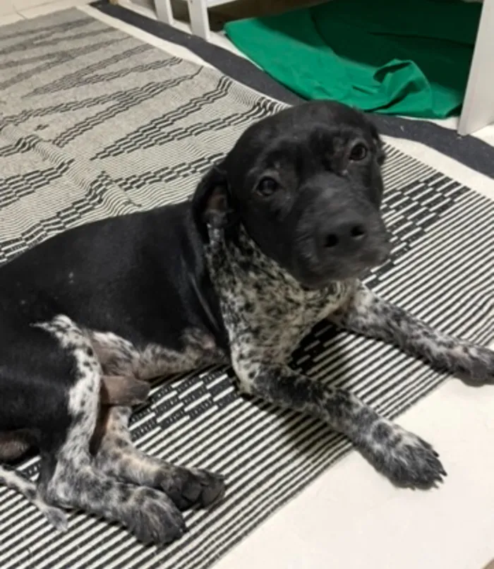 Cachorro raça SRD-ViraLata idade 2 anos nome Capivarianha