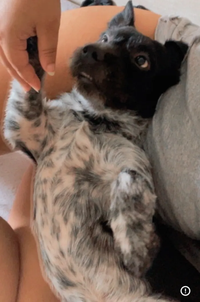 Cachorro raça SRD-ViraLata idade 2 anos nome Capivarianha