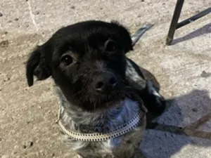 Cachorro raça SRD-ViraLata idade 2 anos nome Capivarianha