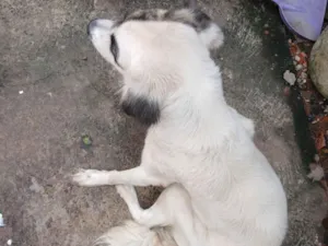 Cachorro raça Setter idade 1 ano nome Dandara 