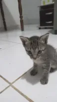 gatos