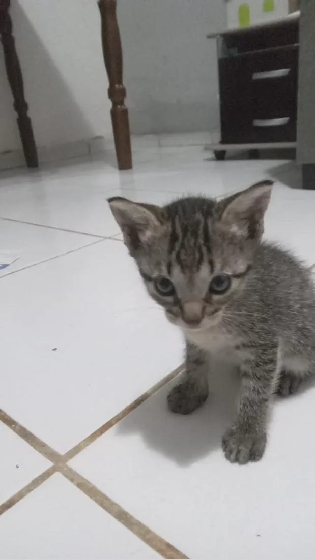 Gato raça SRD-ViraLata idade 2 a 6 meses nome gatos