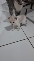 gatos