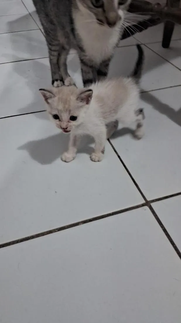 Gato raça SRD-ViraLata idade 2 a 6 meses nome gatos