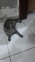 gatos