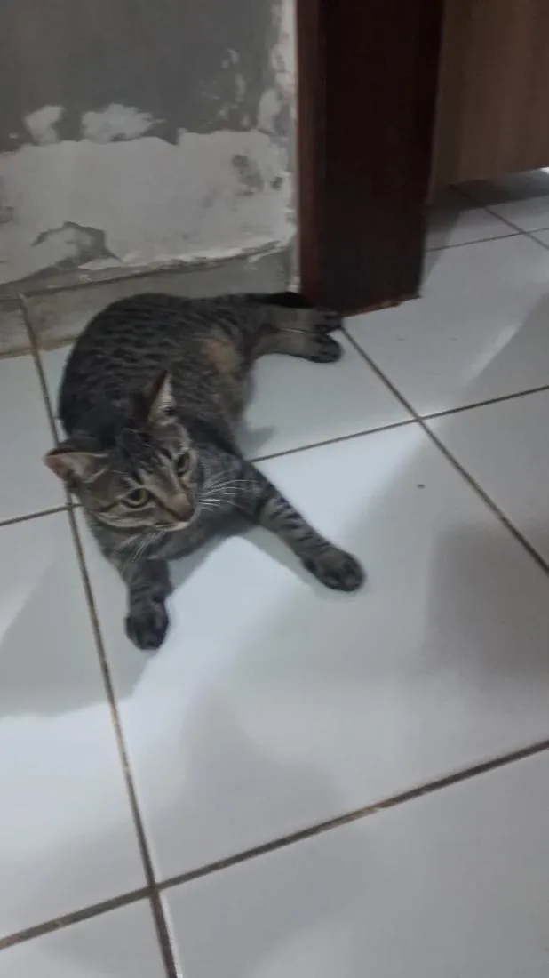 Gato raça SRD-ViraLata idade 2 a 6 meses nome gatos
