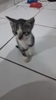 gatos