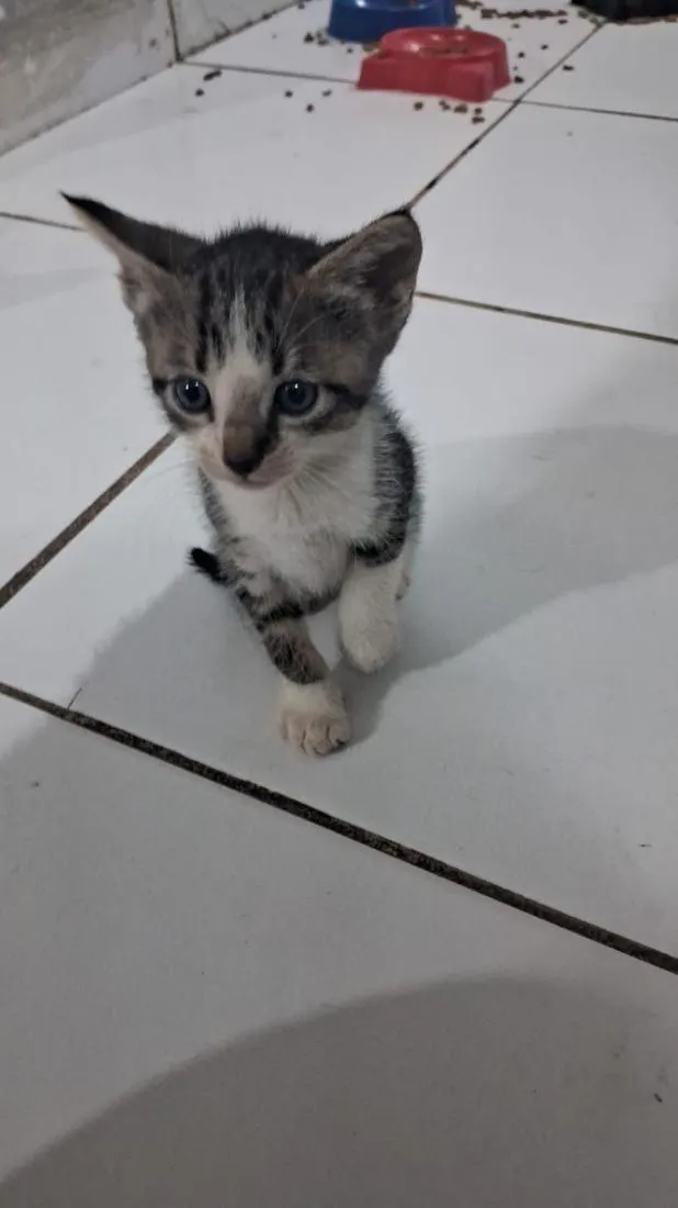 Gato raça SRD-ViraLata idade 2 a 6 meses nome gatos