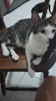 gatos