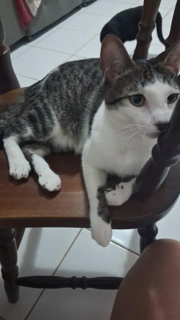 Gato raça SRD-ViraLata idade 2 a 6 meses nome gatos