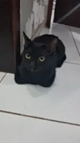 gatos