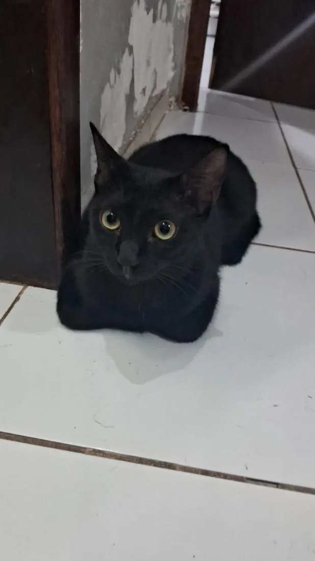 Gato raça SRD-ViraLata idade 2 a 6 meses nome gatos
