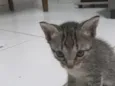gatos